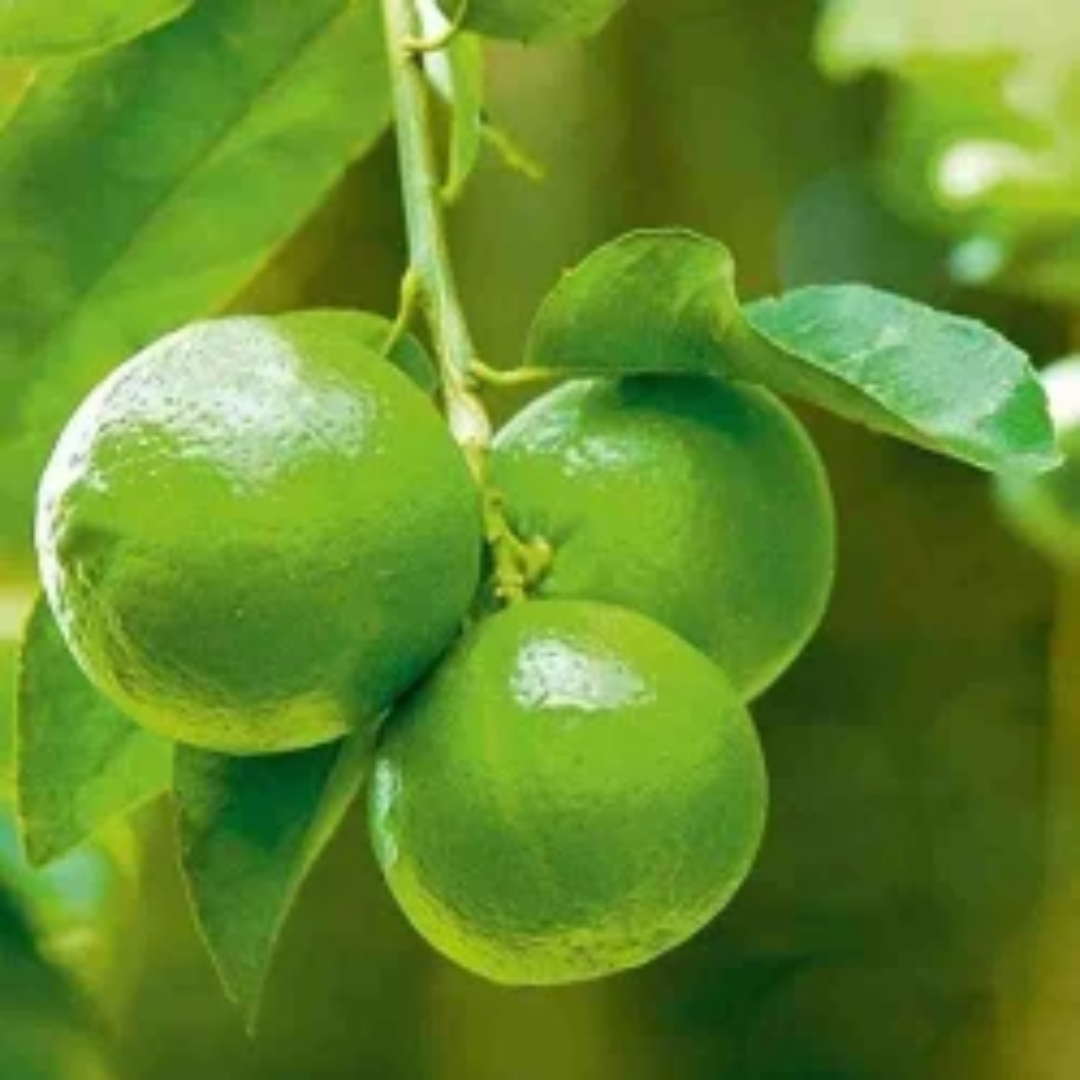 Wholesale Seedless Lemon Plants Supplier – Dubai